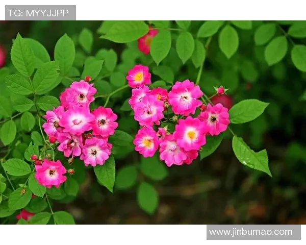 何思雨：在风雨中绽放的坚韧与希望之花